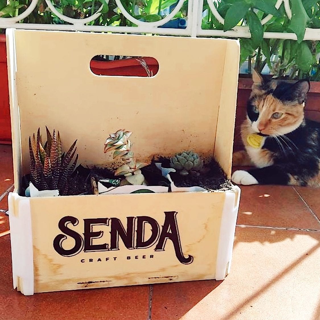 Caja con asa de una cervecera, con su logo impreso, reutilizada como maceta con plantas crasas en una terraza, con un gato al lado